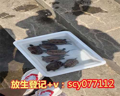 重庆放生的鱼从哪里买，重庆市华岩文教基金会放生两万鱼苗回归自然
