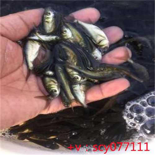邯郸放生鱼类的，邯郸钓到保护动物放生了违法吗，